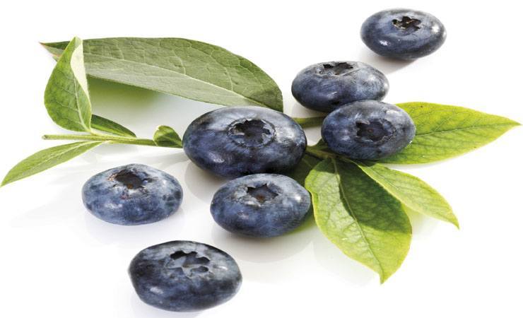 blueberries health benefits