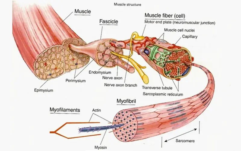 muscle structure