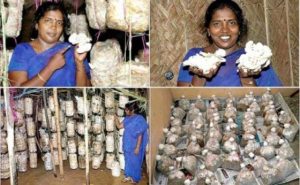 sarala mushroom business